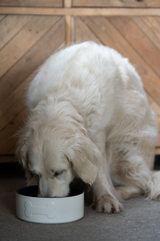 New Bone Ceramic Cream and Navy Dog Bowl 20cm