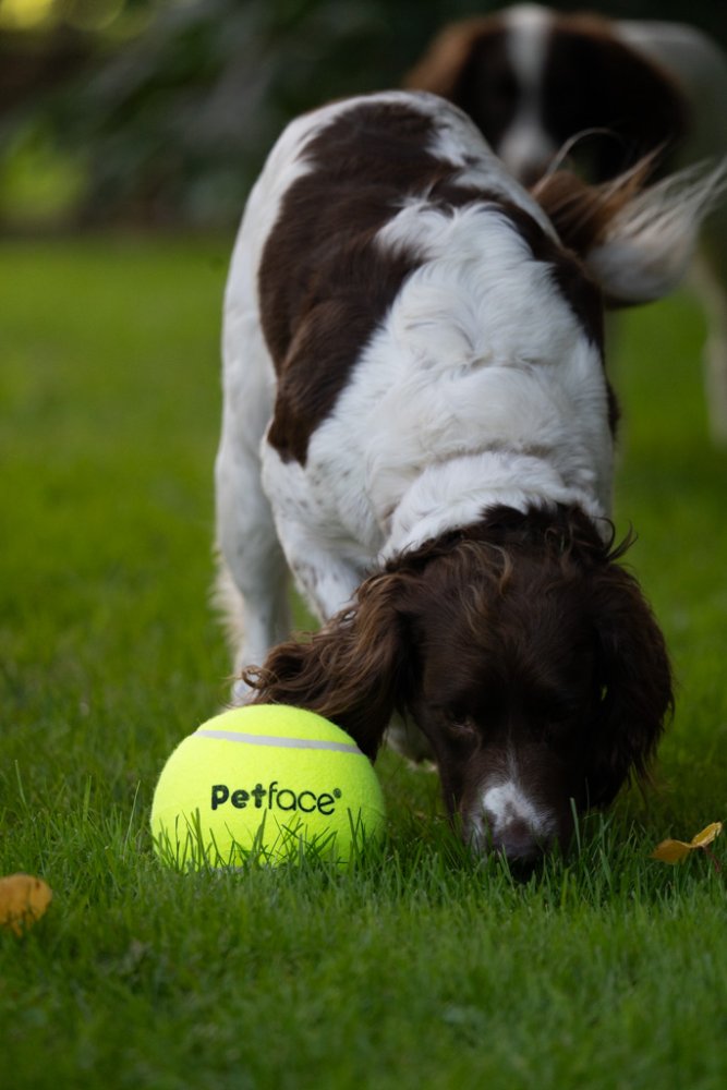 New MEGA Tennis Ball Dog Toy 15cm