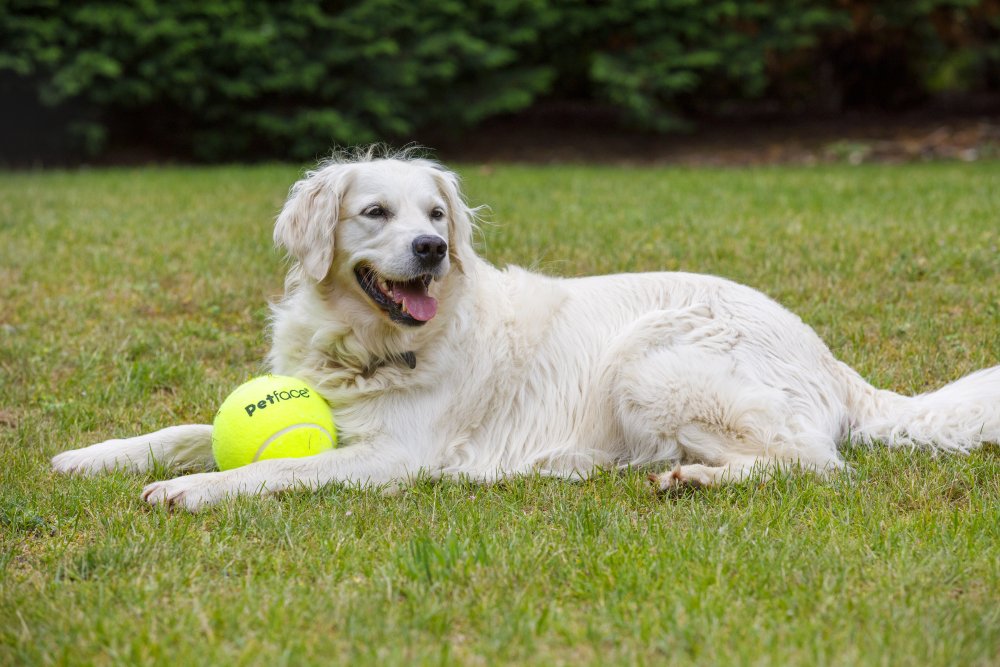 New MEGA Tennis Ball Dog Toy 15cm