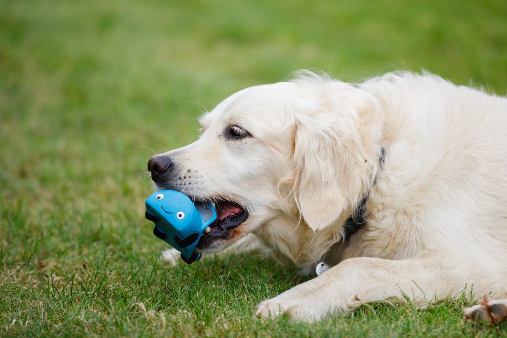 New Percy Pick up Truck Latex Dog Toy