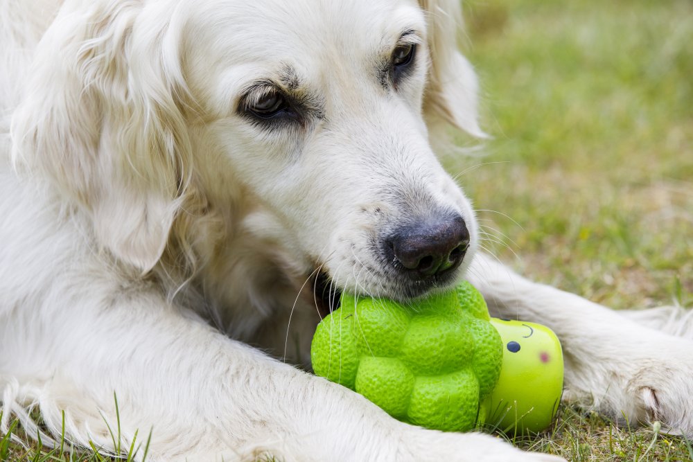 New Petface Foodie Faces Broccoli Dog Toy