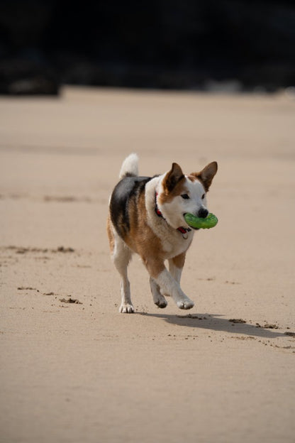 New  Dog Toy Play rings