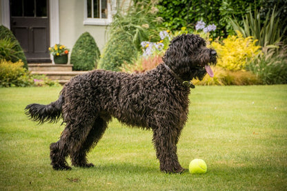 New Tennis Balls Dog Toy