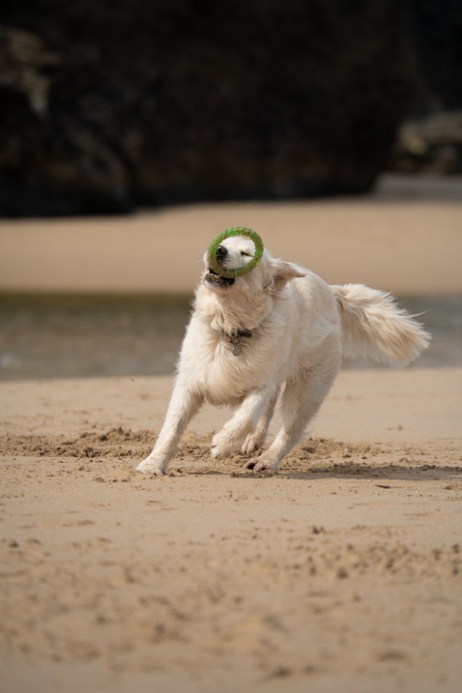 New Dog Toy Twist Rings